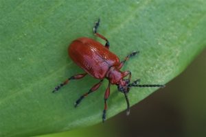 Bruinrood Leliehaantje - Lilioceris merdigera