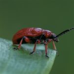 Bruinrood Leliehaantje - Lilioceris merdigera