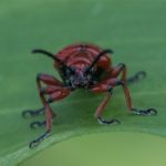 Bruinrood Leliehaantje - Lilioceris merdigera