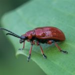 Bruinrood Leliehaantje - Lilioceris merdigera