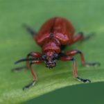 Bruinrood Leliehaantje - Lilioceris merdigera