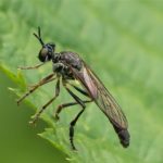 Gewone Bladjager - Dioctria hyalipennis