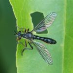 Gewone Bladjager - Dioctria hyalipennis