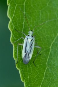 Grasbloemwants - vrouw - Stenotus binotatus