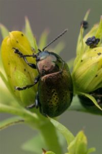 Grote Hertshooigoudhaan - Chrysolina hyperici