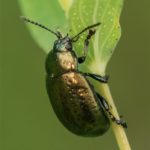 Grote Hertshooigoudhaan - Chrysolina hyperici