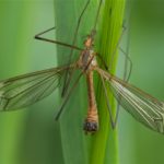 Langpootmuggen - Tipula fascipennis