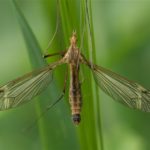 Langpootmuggen - Tipula fascipennis