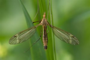 Langpootmuggen - Tipula fascipennis