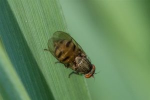 Lauxaniidae - Minettia fasciata