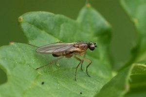 Lonchopteridae - Lonchoptera lutea