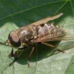 Paardendaas - Tabanus sudeticus