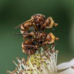 Roestbruine Kromlijf - Sicus ferrugineus