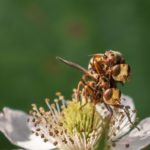 Roestbruine Kromlijf - Sicus ferrugineus