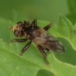 Roestbruine Kromlijf - Sicus ferrugineus