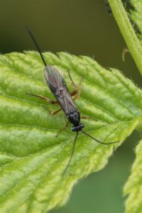 Sluipwesp onbekend - Ichneumonidae indet