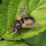 Woeste Sluipvlieg -Tachina fera/magnicornis