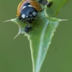 Zevenstippelig Lieveheersbeestje - Coccinella septempunctata