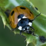 Zevenstippelig Lieveheersbeestje - Coccinella septempunctata