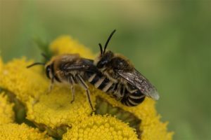 Bij - Wormkruidbij - Colletes daviesanus