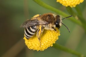 Bij -Wormkruidbij-complex Colletes daviesanus-fodiens-similis