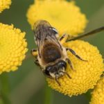 Bij -Wormkruidbij-complex Colletes daviesanus-fodiens-similis