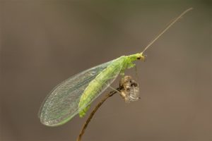 Goudoogje - Chrysoperla carnea s.l