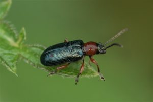 Graanhaantje - Oulema duftschmidimelanopus