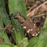 Kever - Bastaardzandloopkever - Cicindela hybrida