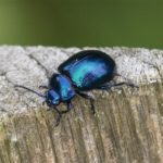 Kever - Blauwe Muntgoudhaan - Chrysolina coerulans