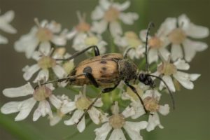 Kever - Korte Smalboktor - Pachytodes cerambyciformis