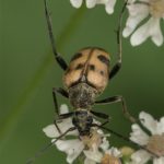 Kever - Korte Smalboktor - Pachytodes cerambyciformis