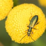 Kever -Schijnboktor -Chrysanthia geniculata