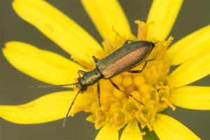 Kever -Schijnboktor -Chrysanthia geniculata