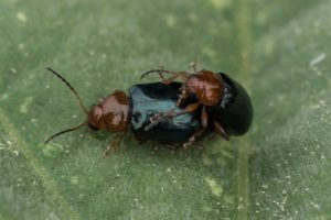 Kever - Stokroosaardvlo - Podagrica fuscicornis