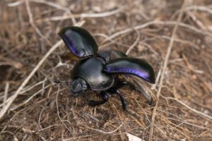 Kever -Voorjaarsmestkever Geotrupes vernalis