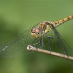 Libel - Bruinrode Heidelibel - Sympetrum striolatum