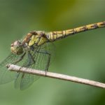 Libel - Bruinrode Heidelibel - Sympetrum striolatum