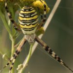 Spin -Wespspin - Argiope bruennichi