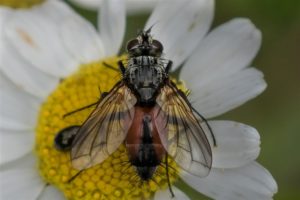 Vlieg - Sluipvlieg - Eriothrix rufomaculata