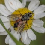 Vlieg - Sluipvlieg - Eriothrix rufomaculata