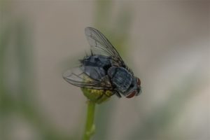 Vlieg - Sluipvlieg onbekend - Tachinidae indet.