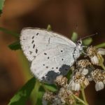 Vlinder- Boomblauwtje - Celastrina argiolus