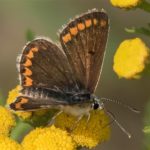 Vlinder- Bruin Blauwtje - Aricia agestis