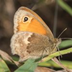 Vlinder -Hooibeestje - Coenonympha pamphilus