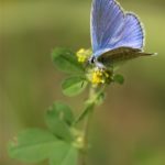 Vlinder- Icarusblauwtje - Polyommatus icarus