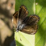 Vlinder- Icarusblauwtje - Polyommatus icarus