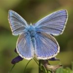 Vlinder- Icarusblauwtje - Polyommatus icarus