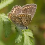 Vlinder -Icarusblauwtje - Polyommatus icarus