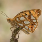 Vlinder- Kleine Parelmoervlinder - Issoria lathonia